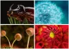 Naptár, fali, DAYLINER, "Macro Lens"